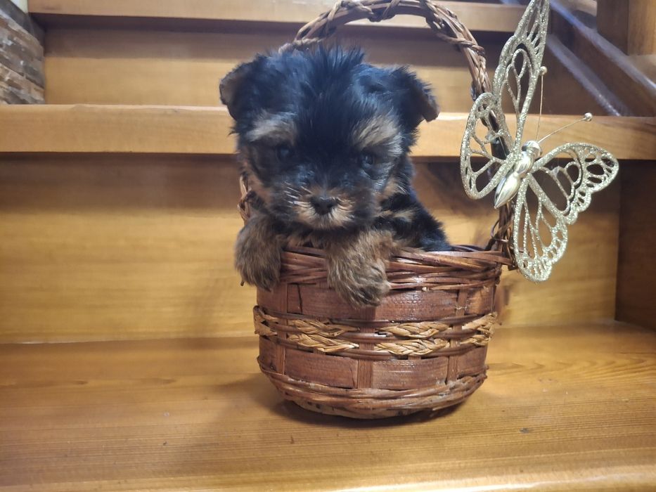 Микро  малышка Йорочка!