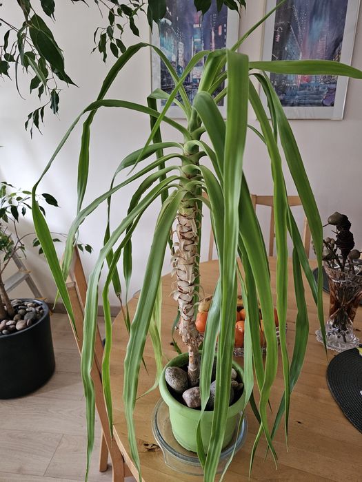 elefantenfu kaufen dehner Elefantenfu (Beaucarnea recurvata) kaufen