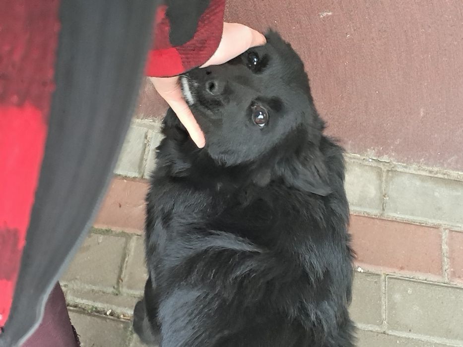 Oddam psa 5 miesięcy bez karty adopcyjnej