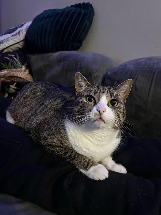 Susan - kochana kotka na jedynaczkę!