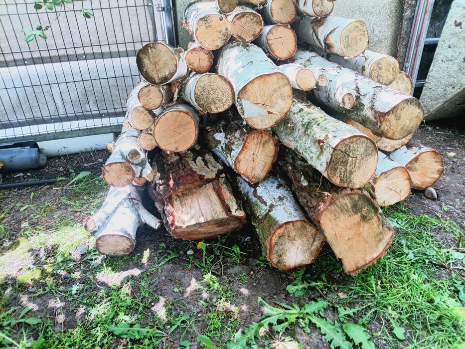 Brzoza drewno w walkach