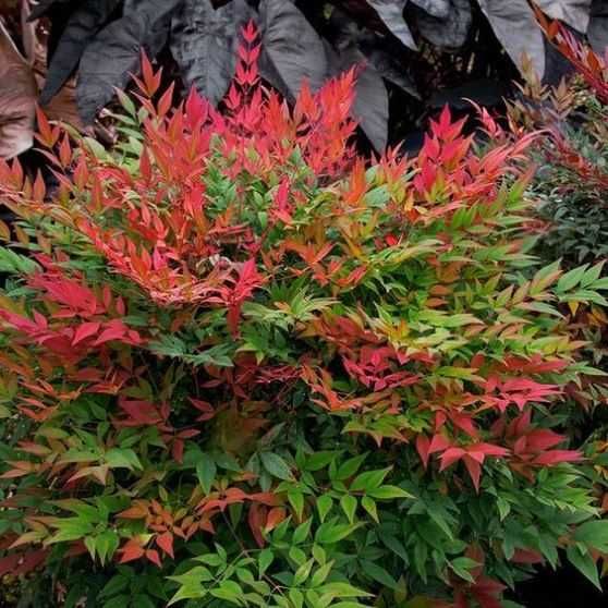 Nandina 'Obsessed',zimozielona,niski krzew, ogród, donica, kompaktowa c5