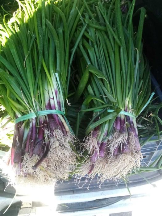 Vende se grades de cebolo para revenda