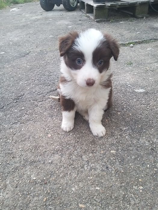 Border Collie com LOP/RI