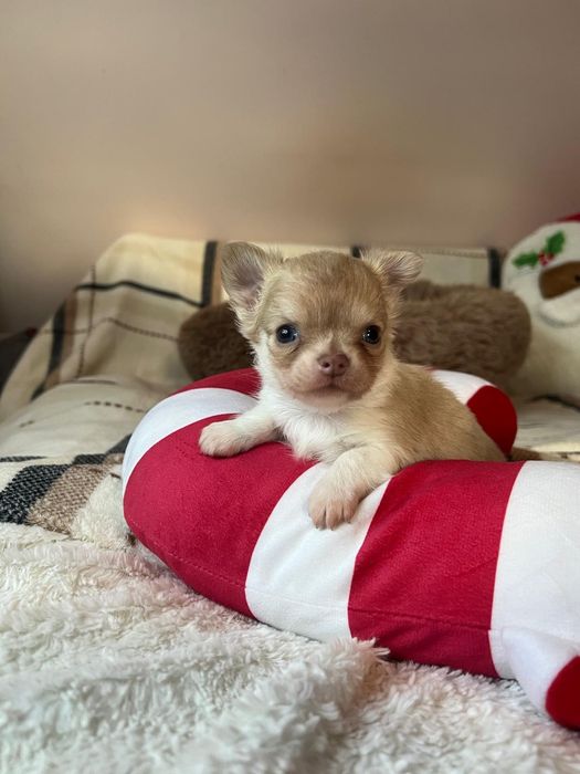 CHIHUAHUA, chłopczyk długowłosy, prawdziwy rodowód FCI