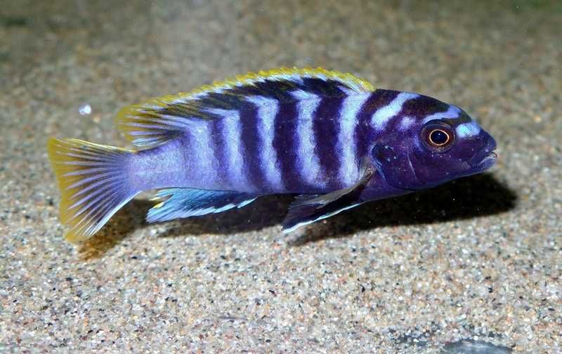 Labidochromis MBAMBA X3 Ciclideo africano do malawi