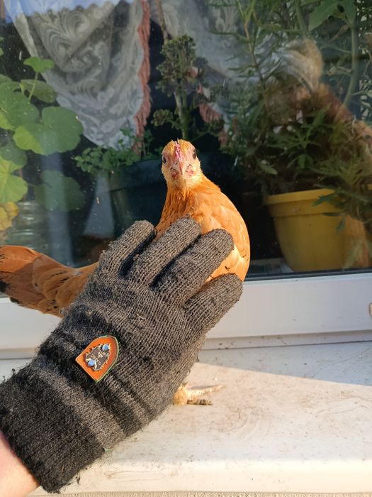 Лилипуты голошейные и обычные  инкубационное яйцо