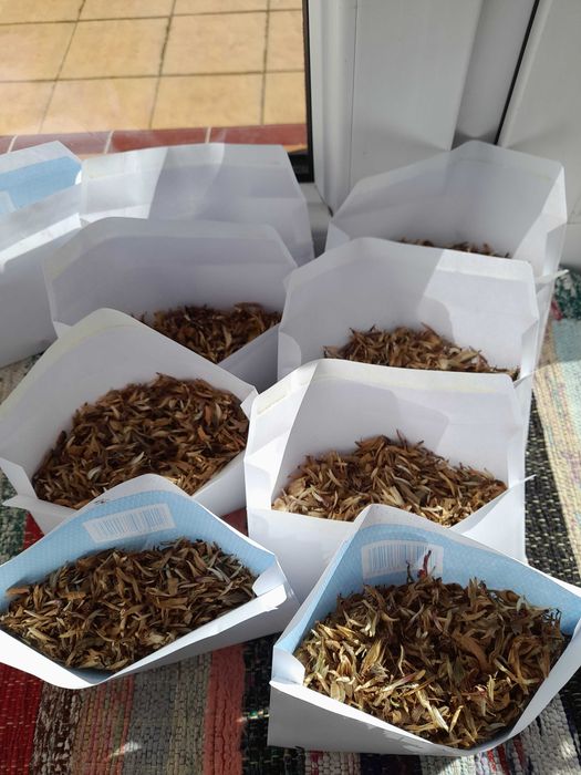 Nasiona kwiatów cynii