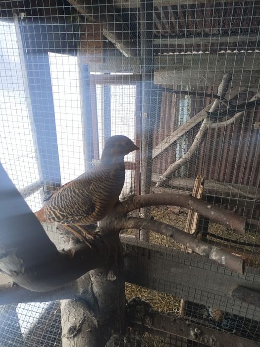 Młody samiec złoty