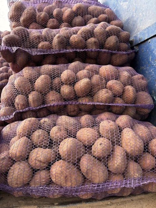 Продам картоплю насіннєву та столову