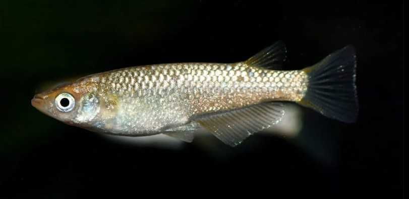 Oryzias latipes Ryżanka japońska