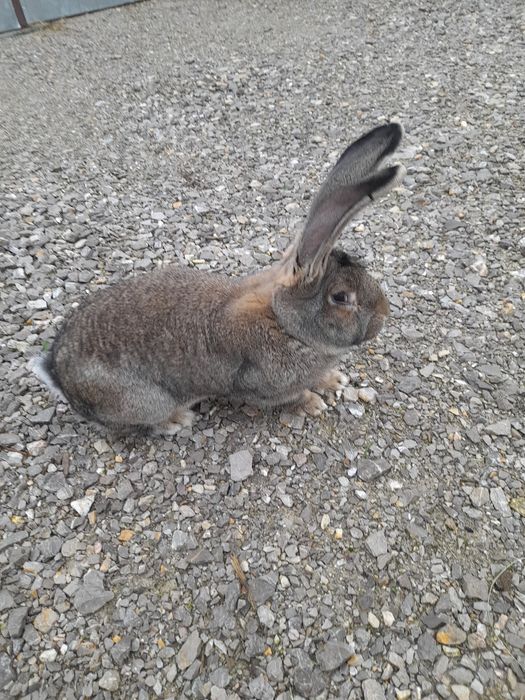 Sprzedam młodą samiczkę belga