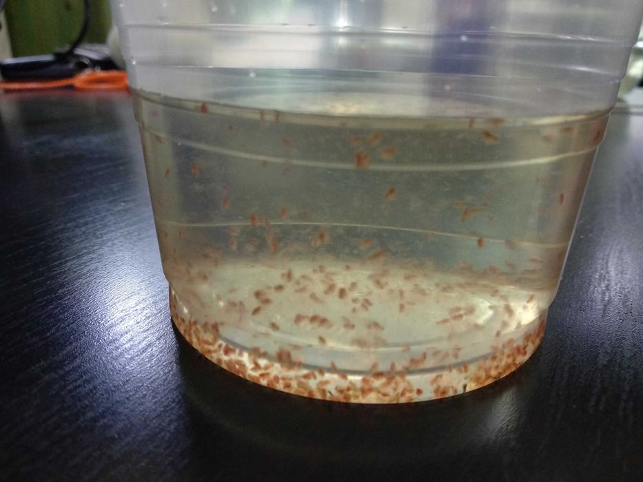Alimento vivo peixes (dáfnias e outros)