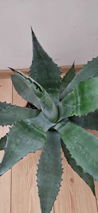 Agawa amerykańska / agave americana Blue ok. 55–60 cm
