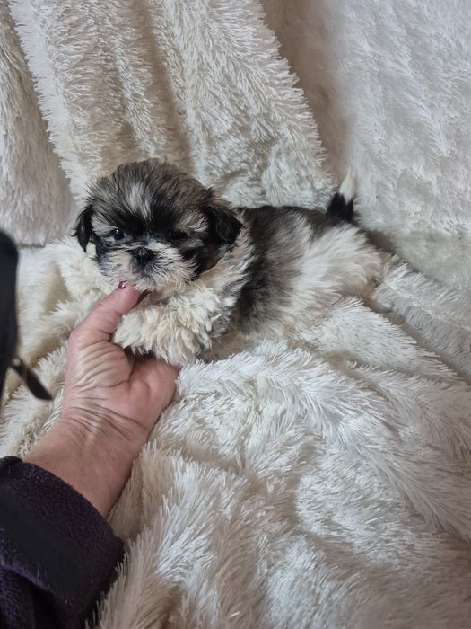 Shih-tzu Macho Tricolor Criadora Registada PT 3088 FL