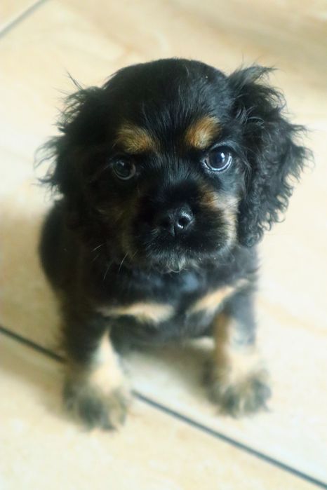Sunia Cocker spaniel amerykański FCI