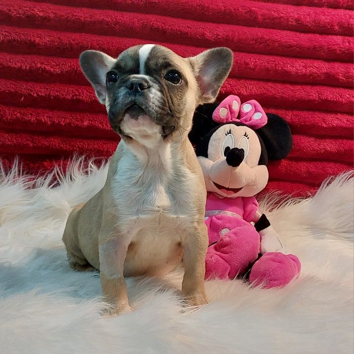 Bulldog francês menina