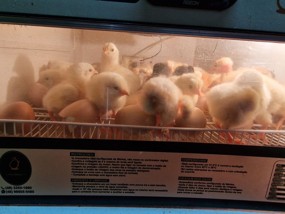 Vendo ovos galados,pintos e galos em Portimão