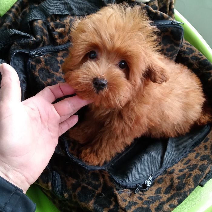 Сонячний малий- Мальтіпу хл