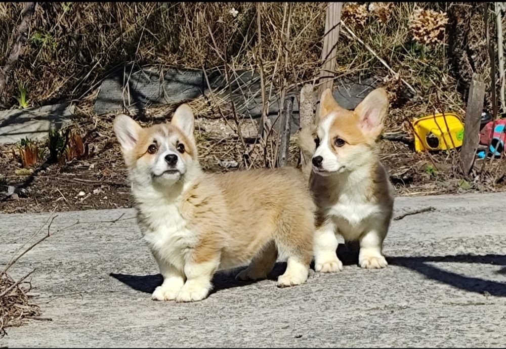Чарівні цуценята коргі