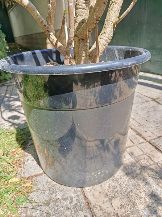 Arbusto flores azuis