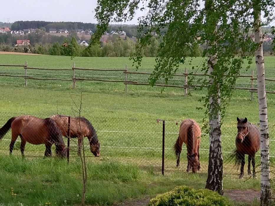 Konie rasy Huculskiej
