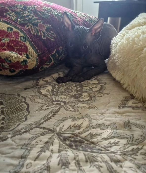 Канадский сфинкс котята