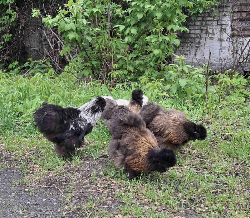 Курі китайська шовкова.Інкубаційні яйця китайськоі шовковоі курочки.