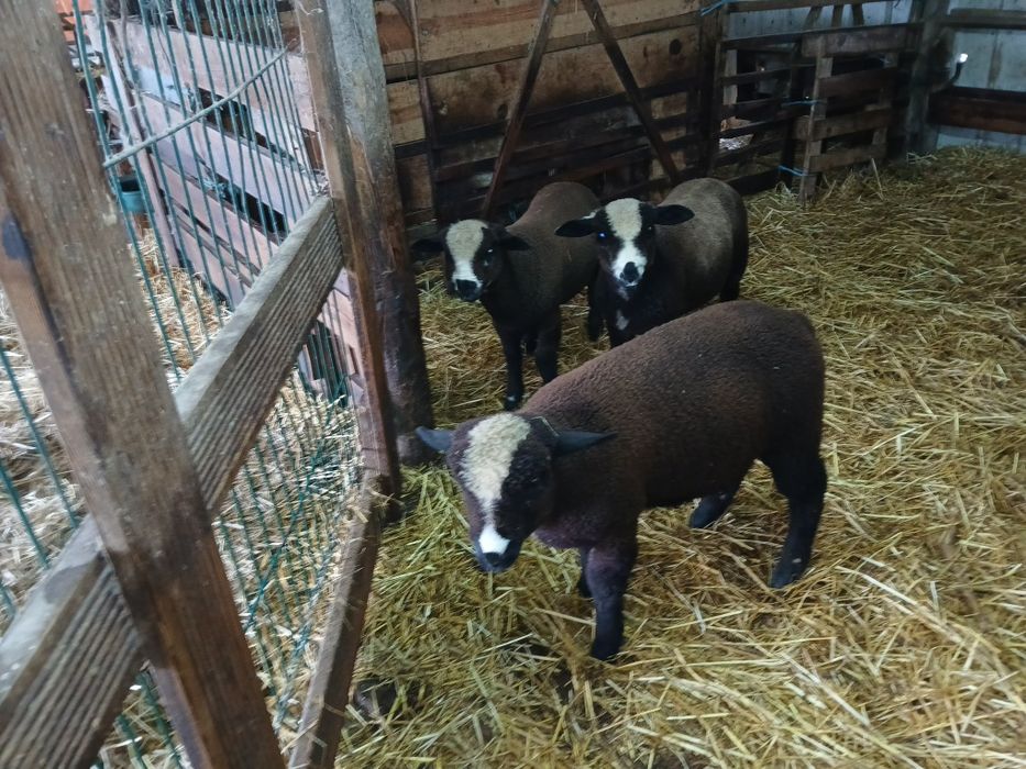 Casais jovens  Ile de France Preto(P3)