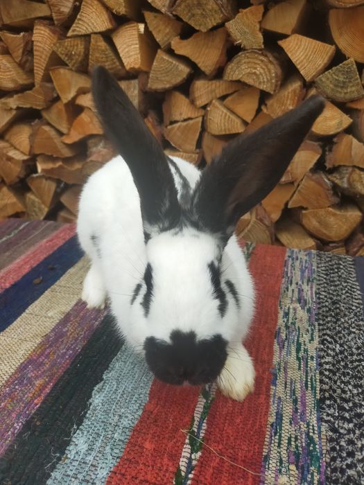 Кролі на плем'я Строкачі. Кролики, молодняк,кітні самки, робочі самці