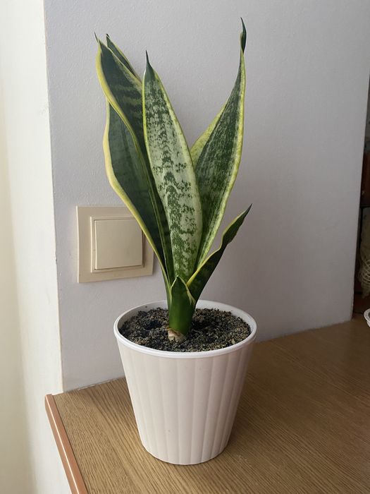 Сансев‘єрія санса