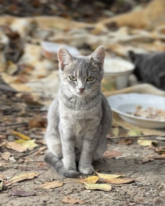 ДЗВОНІТЬ Кошенята в добрі руки котята