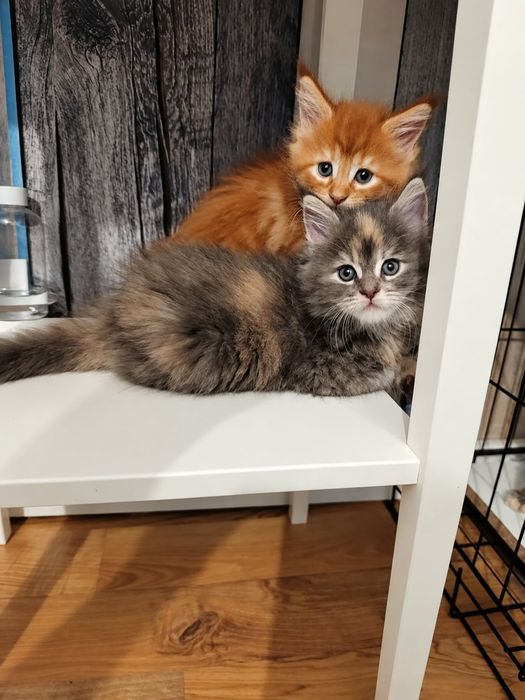 Kotka ruda Maine coon