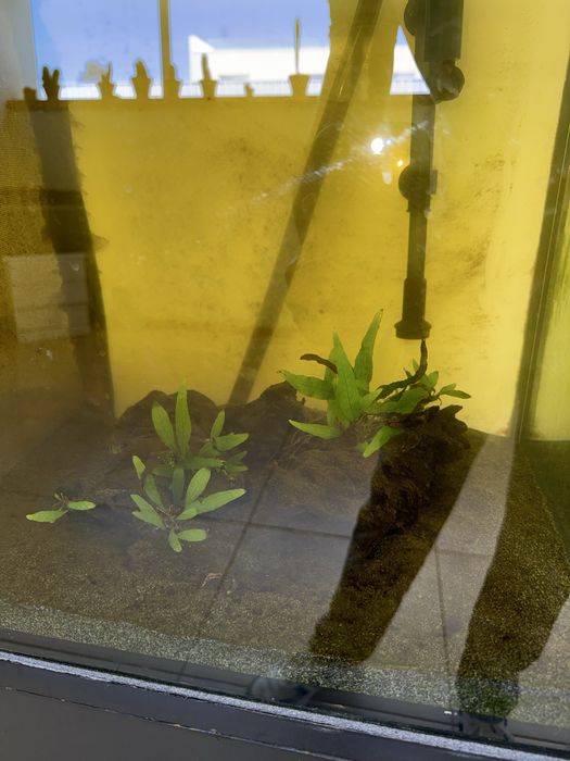 Troncos de madeira com plantas