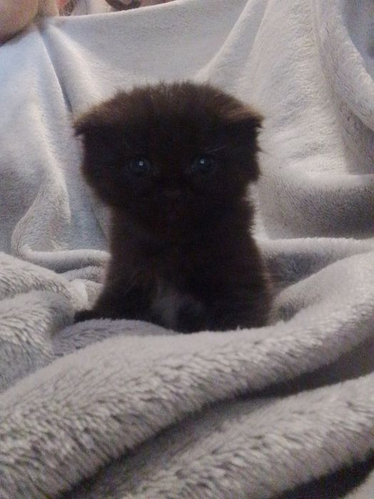 Британські висловухі котенята