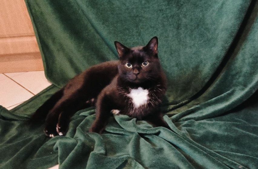 Czarny biały duży kocur kot