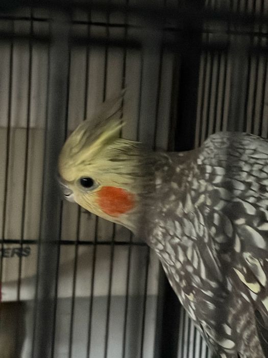 Vendo Casal de Caturras