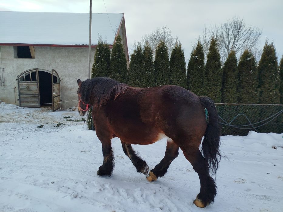Klacz zimnokrwista źrebna