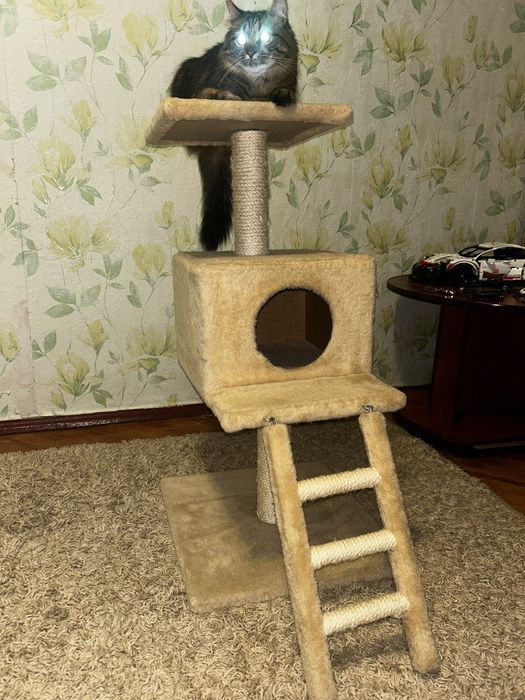 Будинок для котиків