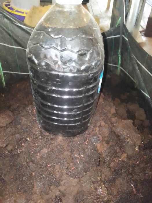 Дощовий хробакСтаратель