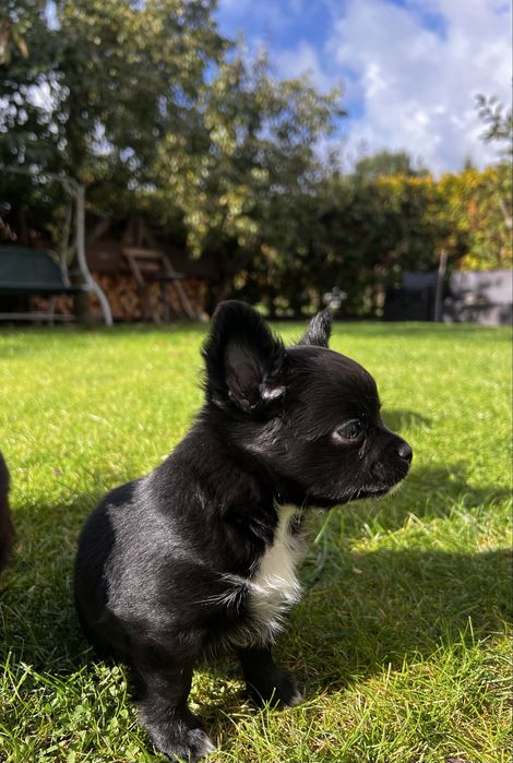 Elegancki czarny dlugowlosy Chihuahua