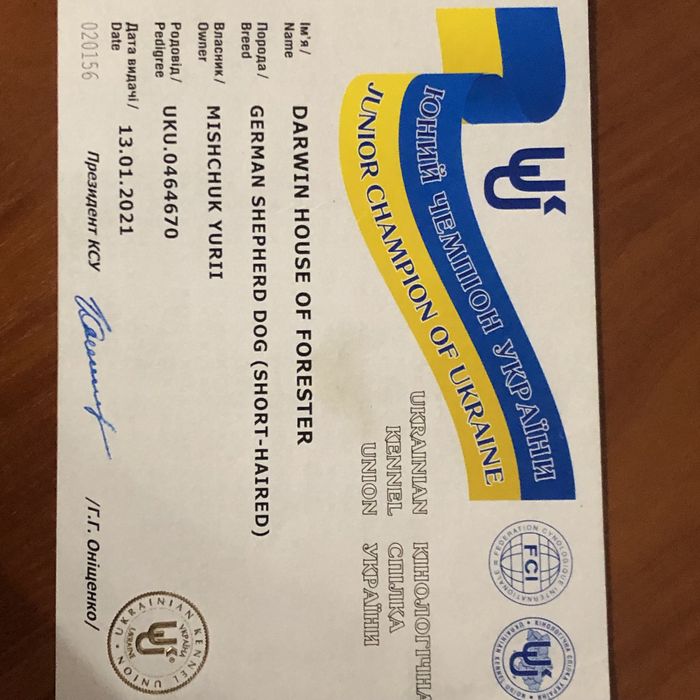 Пропонується кобель німецької вівчарки для вязки