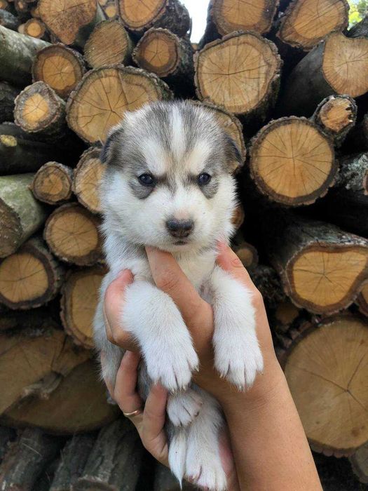 Продам цуценят чистокровні породи Хаски за договірною ціною