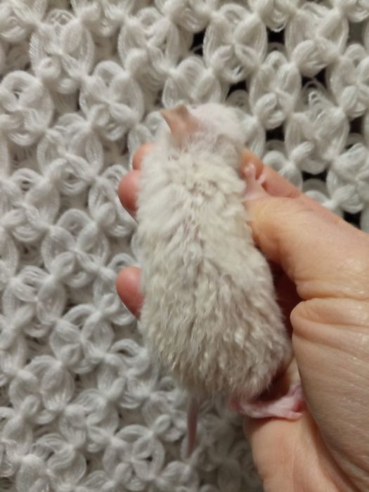 Крыски очень красивые Дамбо Рекс кучерявые крысята  Харьков крыса крис