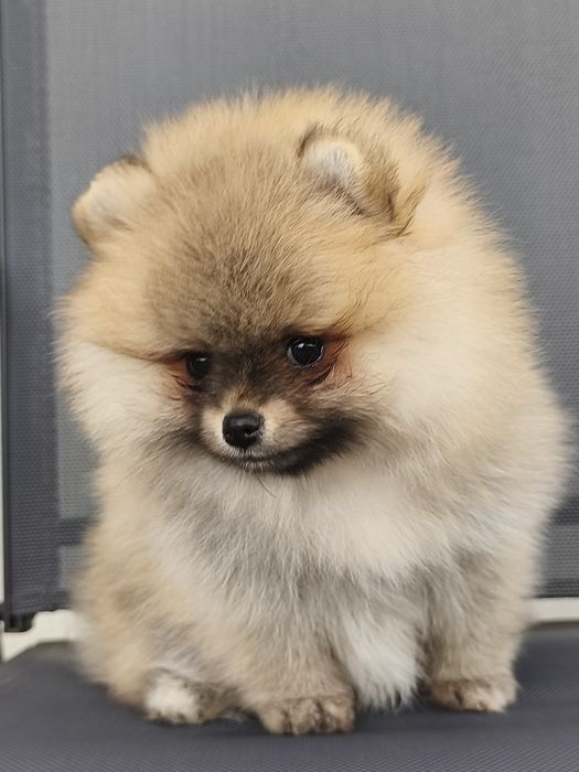 Pomeranian szpic miniaturowy FCI ZKwP