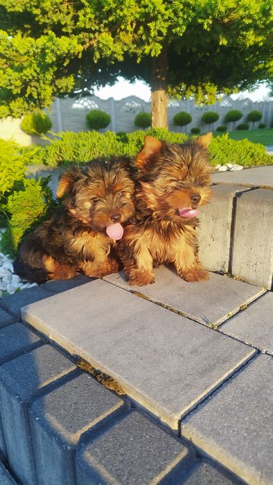 Yorkshire terrier