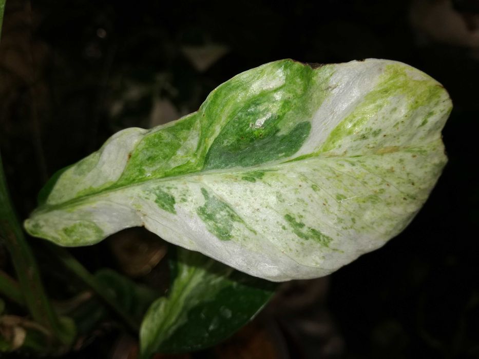 Epipremnum Hanoman sp. Bali variegata WIELKA RZADKOŚĆ Unikat nie monstera philodendron