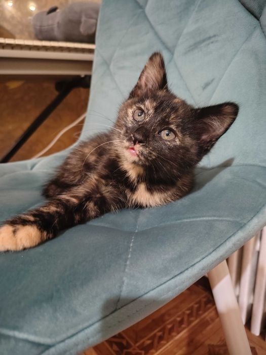 Фантастичні кошенята