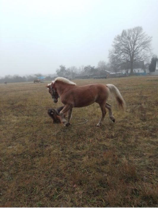 Sprzedam Klacz Śląską i ogiera Halfingera