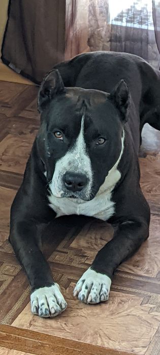 Амстафф для в'язки, розв'язанний, стафф, staff, amstaff